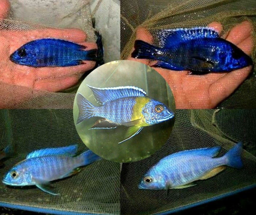 新販売 大粒 餌 大盛 500g 熱帯魚 エサ フィッシュフード お徳用 プロ仕様 シクリッド エンゼル プレコ ディスカス観賞魚