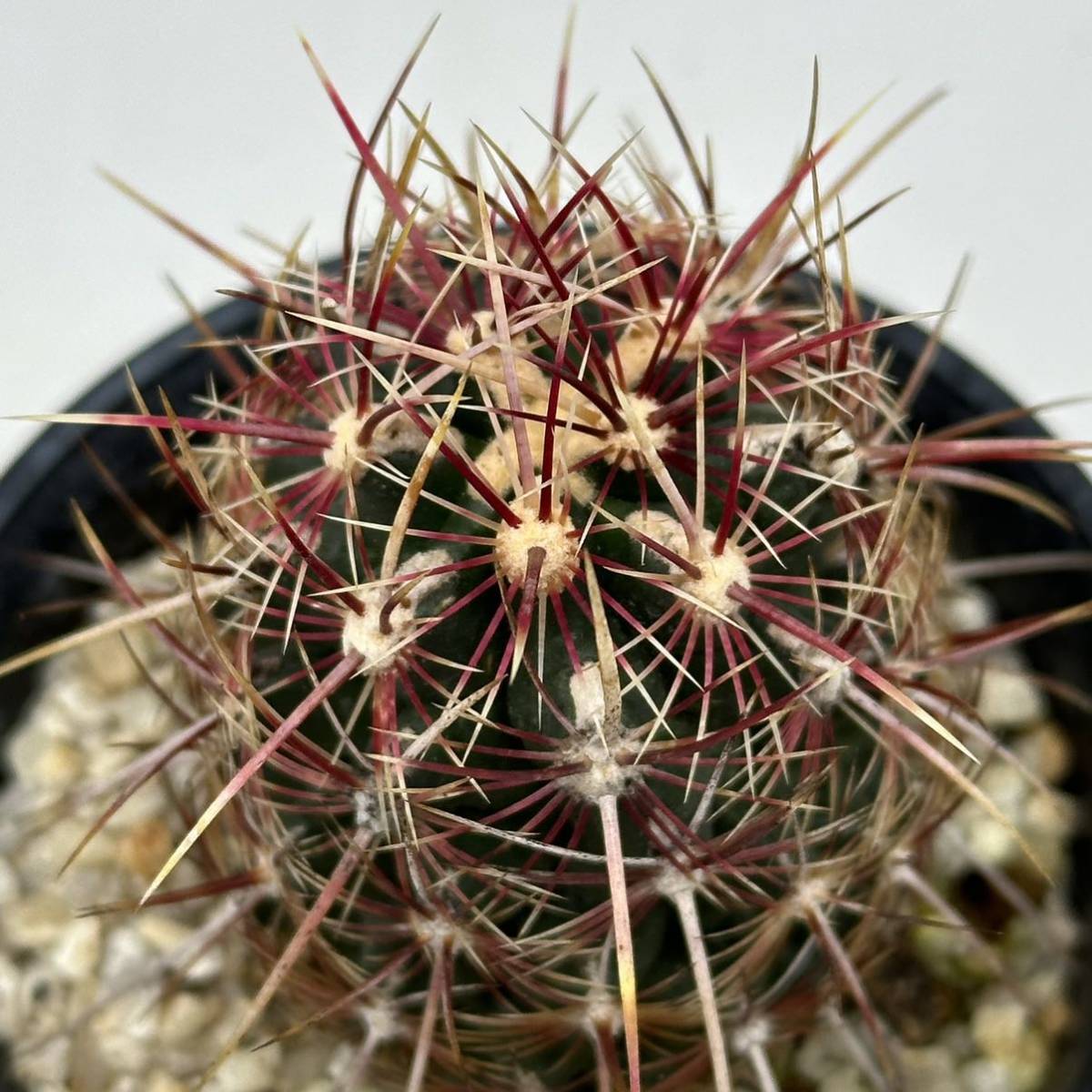 ◆テロカクタス　五色大統領◆サボテン・多肉植物　◆CACTI7◆1193_画像6