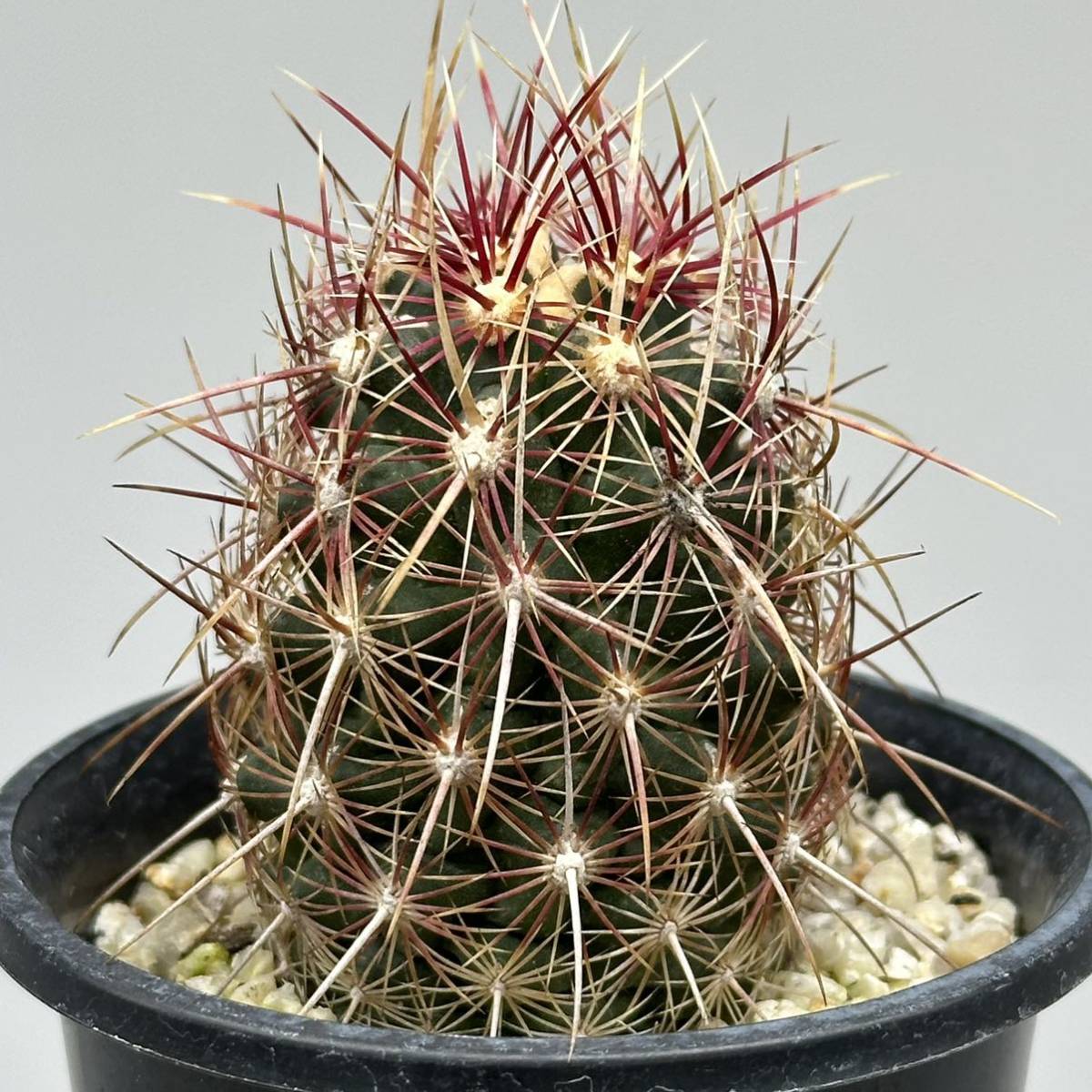 ◆テロカクタス　五色大統領◆サボテン・多肉植物　◆CACTI7◆1193_画像2