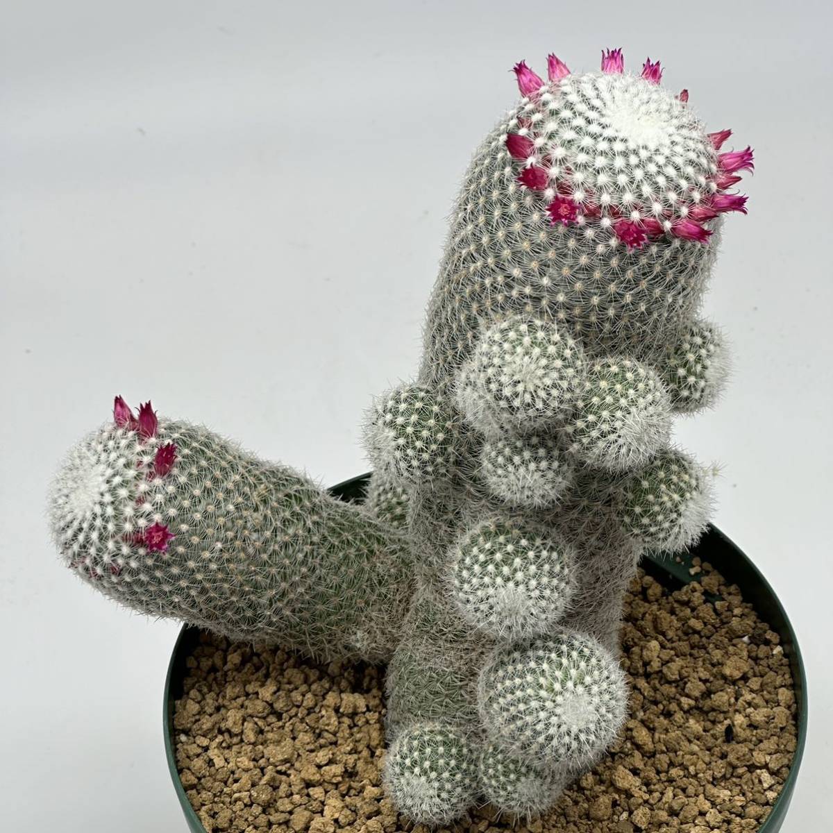 ◆マミラリア　鶴の子丸◆サボテン・多肉植物◆CACTI7◆1616_画像6