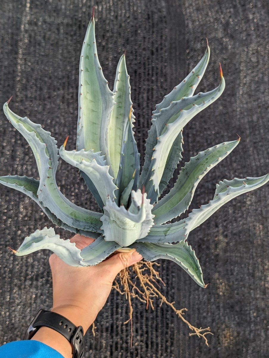 アガベ アメリカーナ エクスパンサ パリーダ レモンライム 抜き苗発送 Agave americana expansa pallida lemonlime_画像2