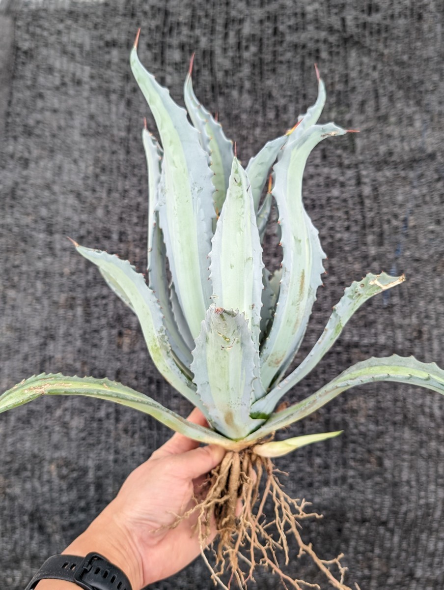 アガベ アメリカーナ エクスパンサ パリーダ レモンライム 抜き苗発送 Agave americana expansa pallida lemonlime_画像7