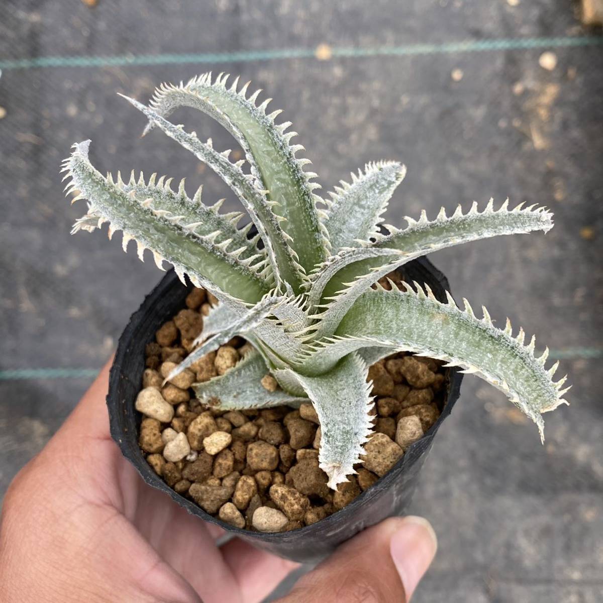 Dyckia Wasabi ディッキア ワサビ_画像9