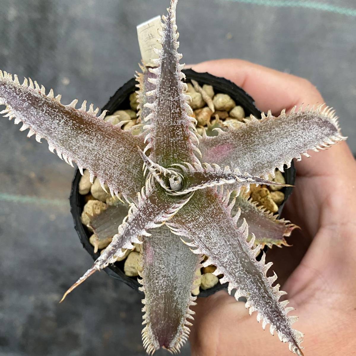 Dyckia ディッキア 3品種セット AAA × stone 'Jaws' × 'BaphometHorns' GrayOps × macedoi_画像3