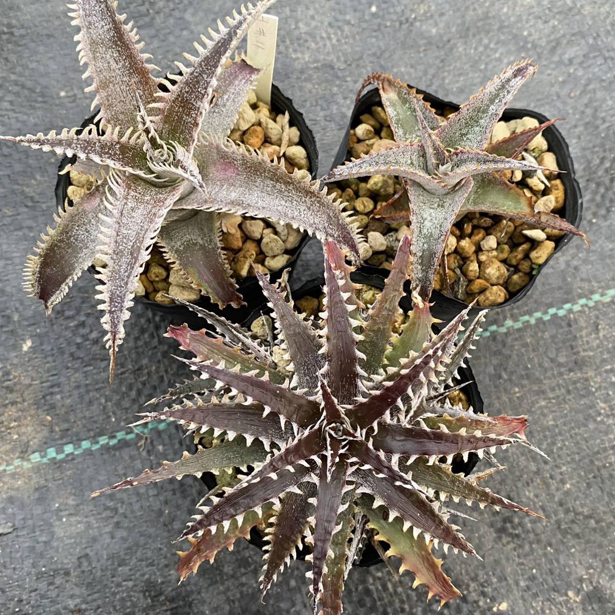 Dyckia ディッキア 3品種セット AAA × stone 'Jaws' × 'BaphometHorns' GrayOps × macedoi_画像1