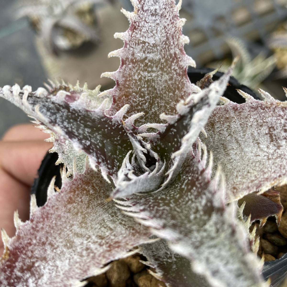 Dyckia 'Jaws' × 'BaphometHorns' ディッキア ジョーズ × バフォメットホーンズ_画像2