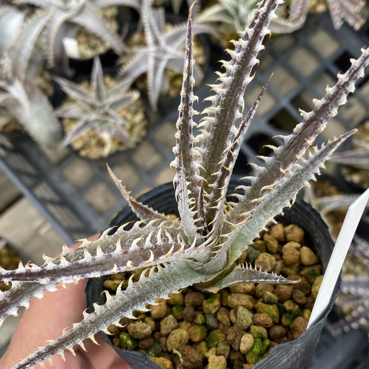 Dyckia Jaws ディッキア ジョーズ_画像4