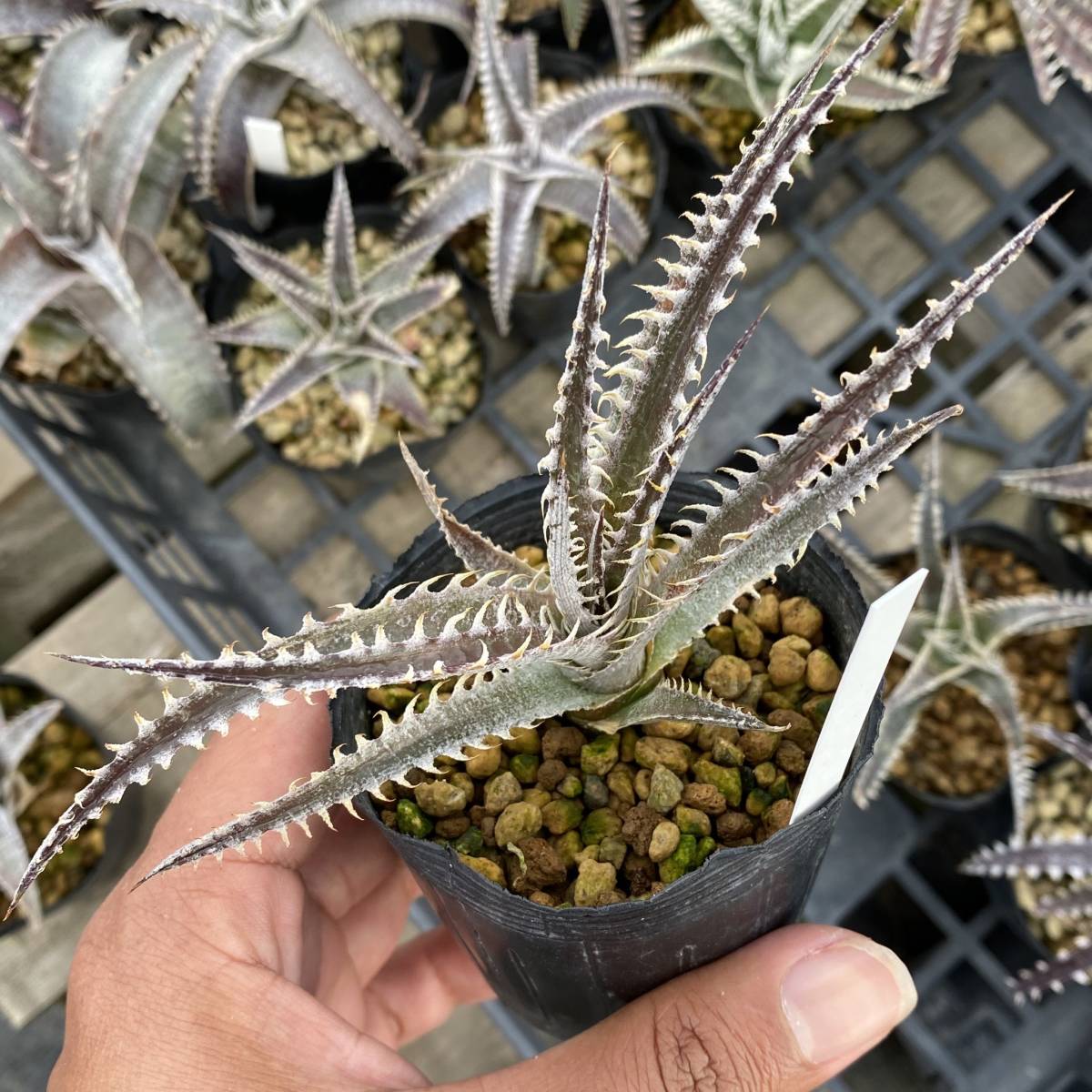 Dyckia Jaws ディッキア ジョーズ_画像6