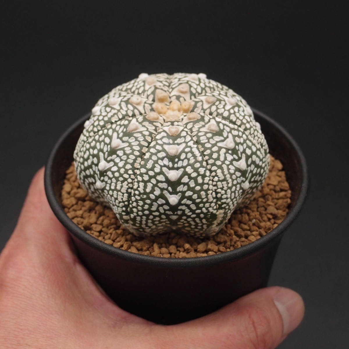 Vタイプ、アロータイプ、スーパー兜 (2310-V13)：サボテン アストロフィツム属 Astrophytum asterias V-type Arrow ※実生、７稜_画像5