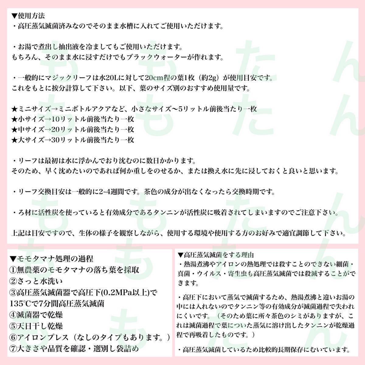 高圧蒸気滅菌済み沖縄県産無農薬モモタマナ　お徳用！小サイズ（10~15cm）50枚マジックリーフ_画像9