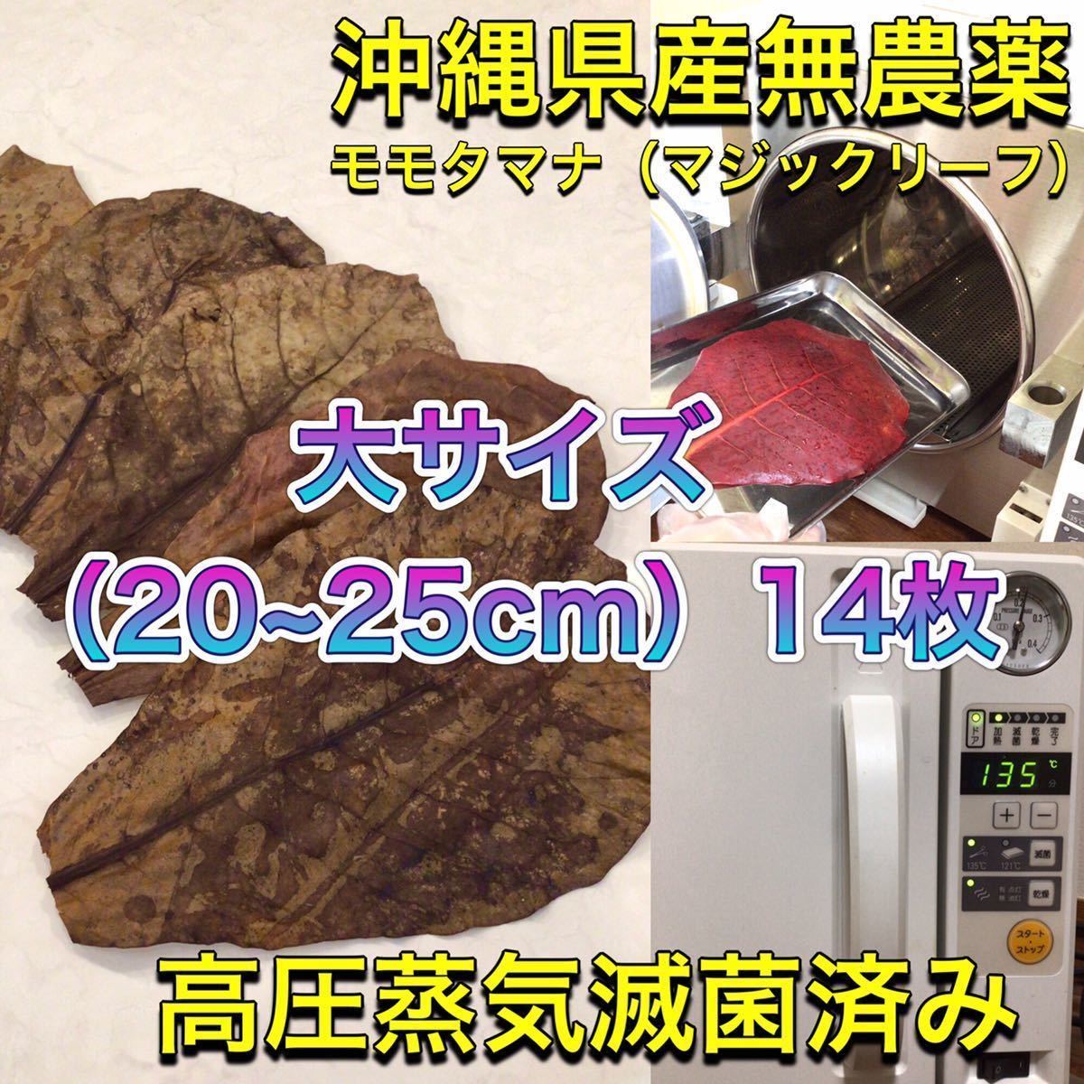 高圧蒸気滅菌済み沖縄県産無農薬モモタマナ 大サイズ（20~25cm）14枚 マジックリーフの画像1
