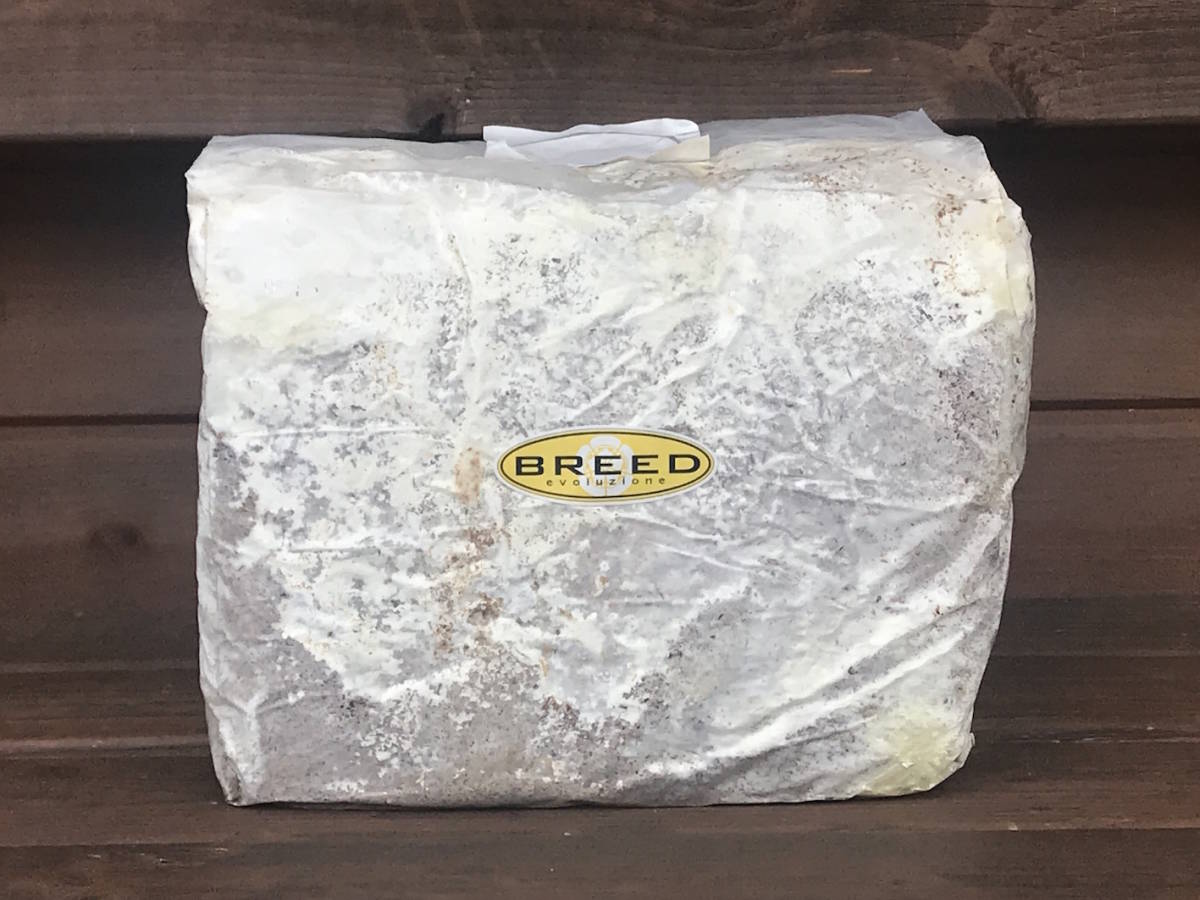  高性能・高品質　BREED菌糸ブロック　3500cc　2個セット（ブリード　菌糸ビン　菌糸瓶　菌床）希望個数可能_BREED菌糸ブロック