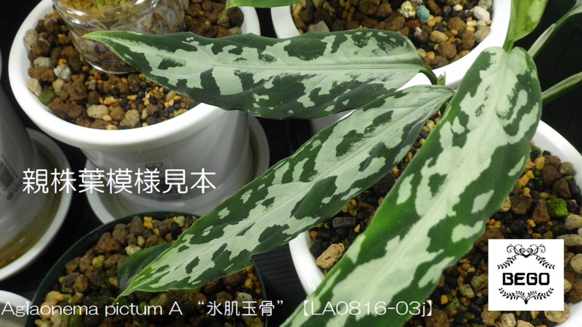 ★BEGO-SELECT★アグラオネマ　“氷肌玉骨”★Aglaonema pictum A “氷肌玉骨”【LA0816-03j】★_画像2