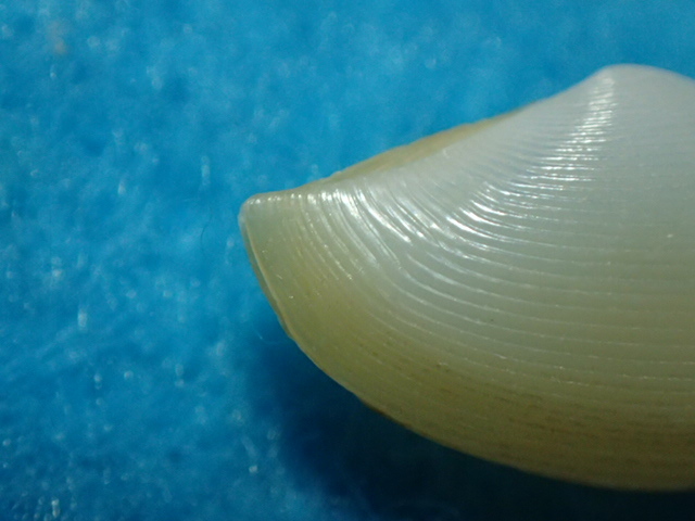 貝の標本・貝殻：シワロウバイの仲間⑦ N.novaeguineensis_画像4