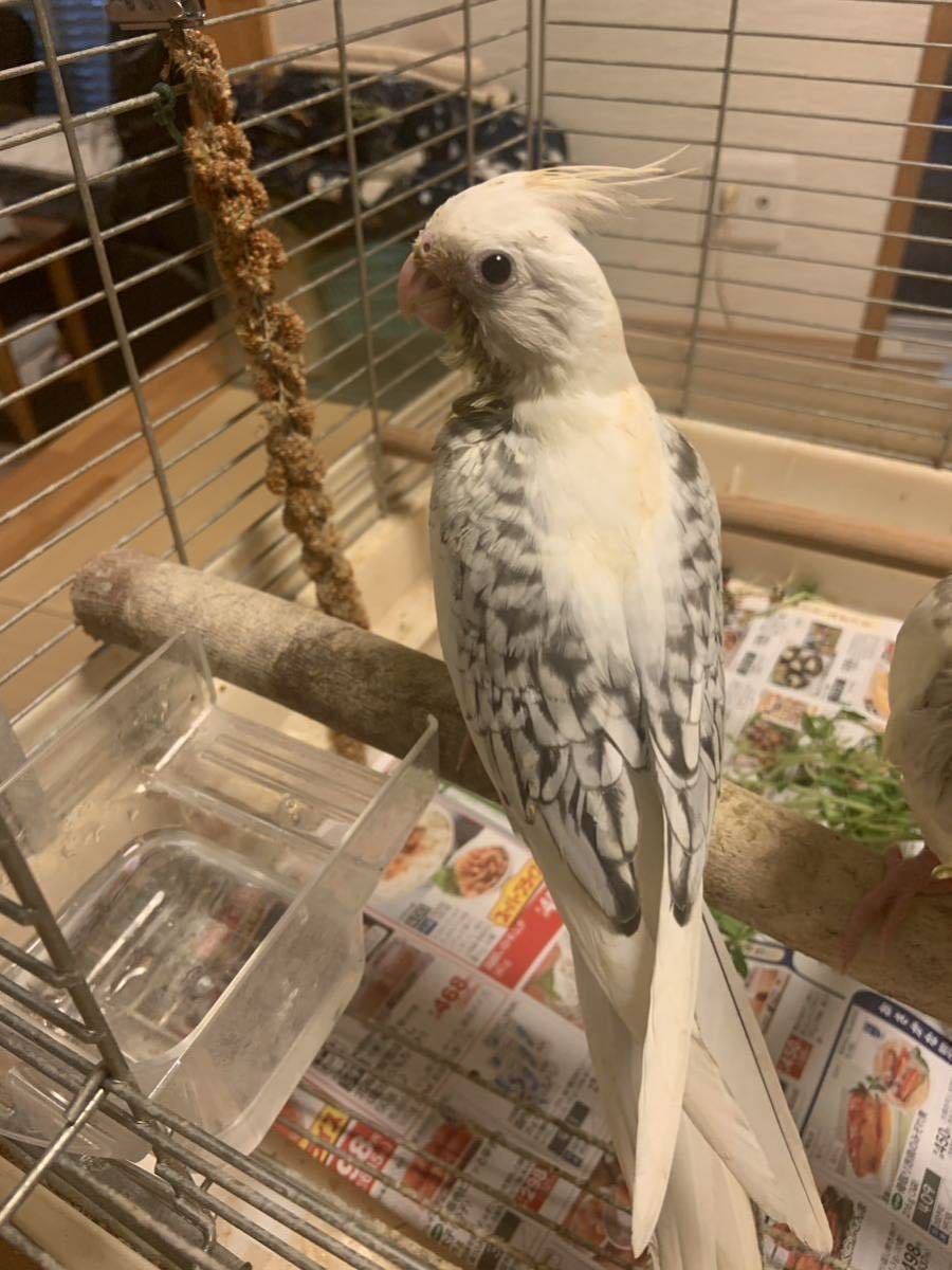 オカメインコ　有精卵　食用　1個_画像5