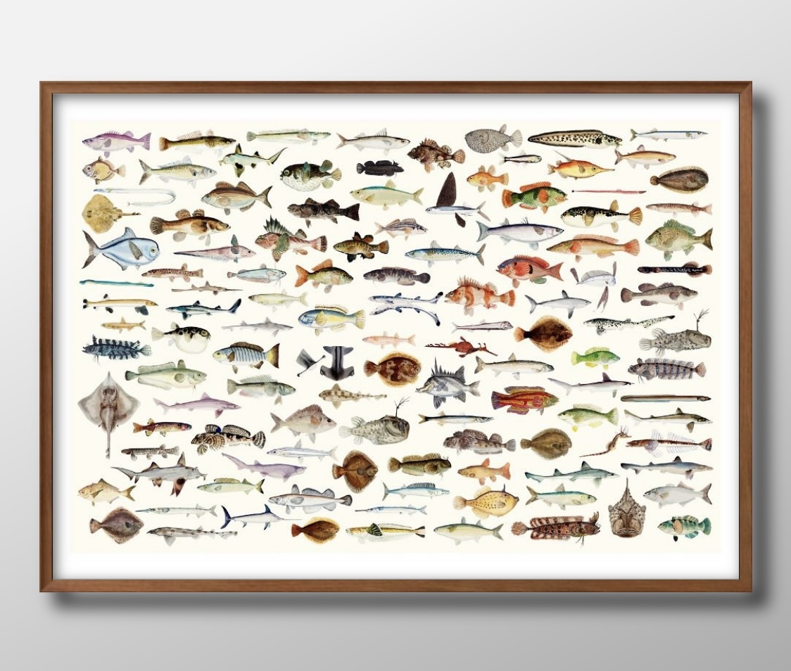 8836# free shipping!! art poster picture A3 size [ fish illustrated reference book fishes sea . living thing sea .. sea ] illustration Northern Europe mat paper 