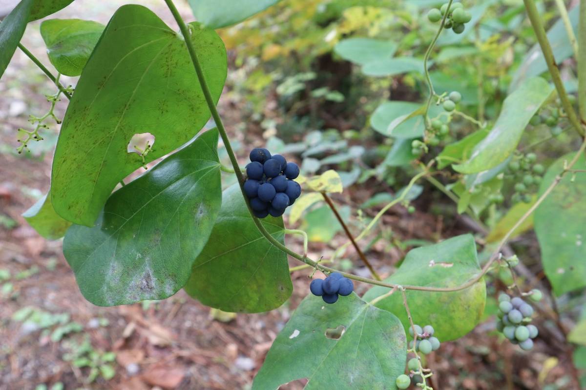 山野草 アオツヅラフジ 種子 30粒 2023年産 盆栽・ナチュラルガーデン・自然の庭・薬草_画像1