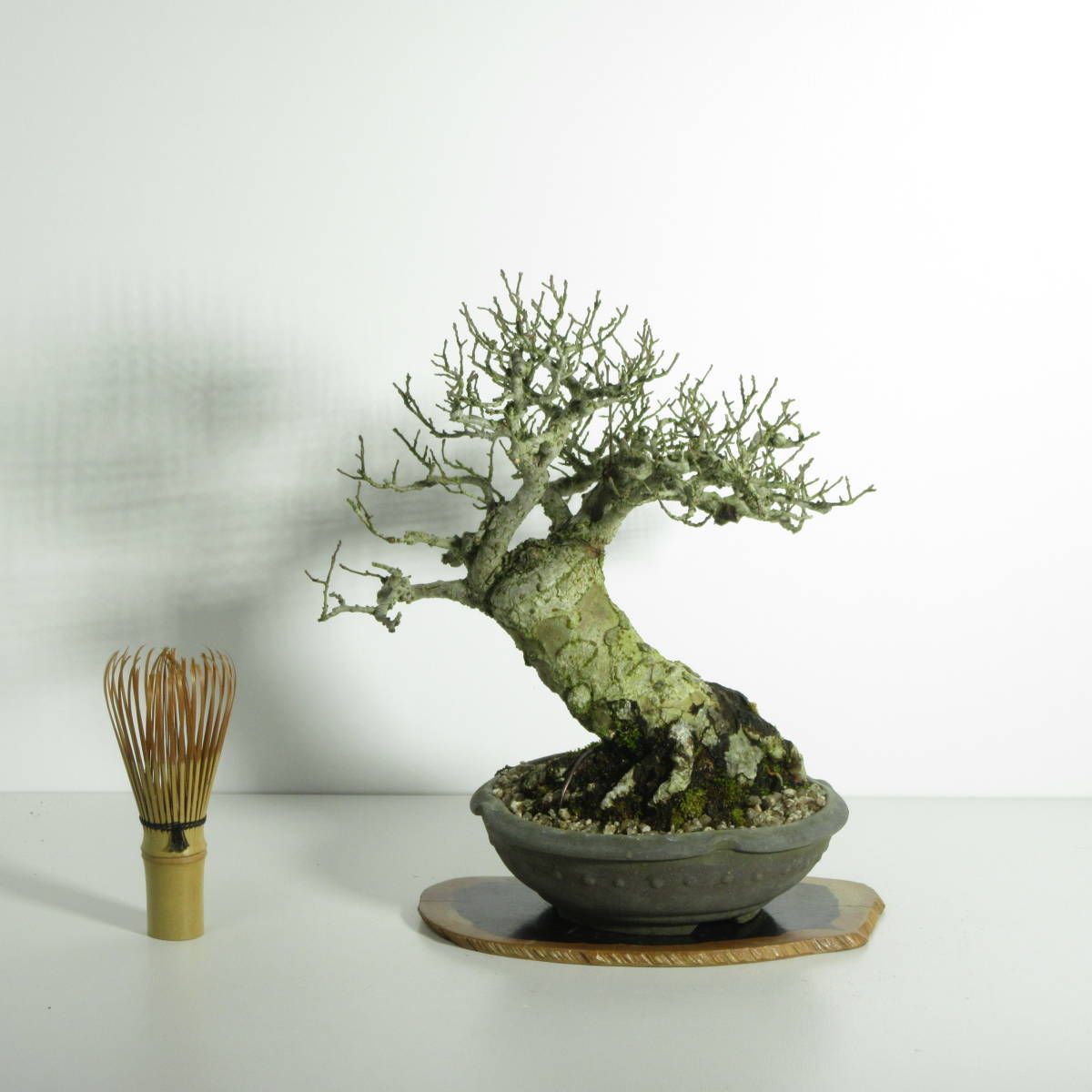 [. дерево * бонсай ][keyaki( дзельква * дзельква ) ]SA-1/ бонсай shohin bonsai лист предмет бонсай futoshi . тщательно отобранный бонсай материалы 