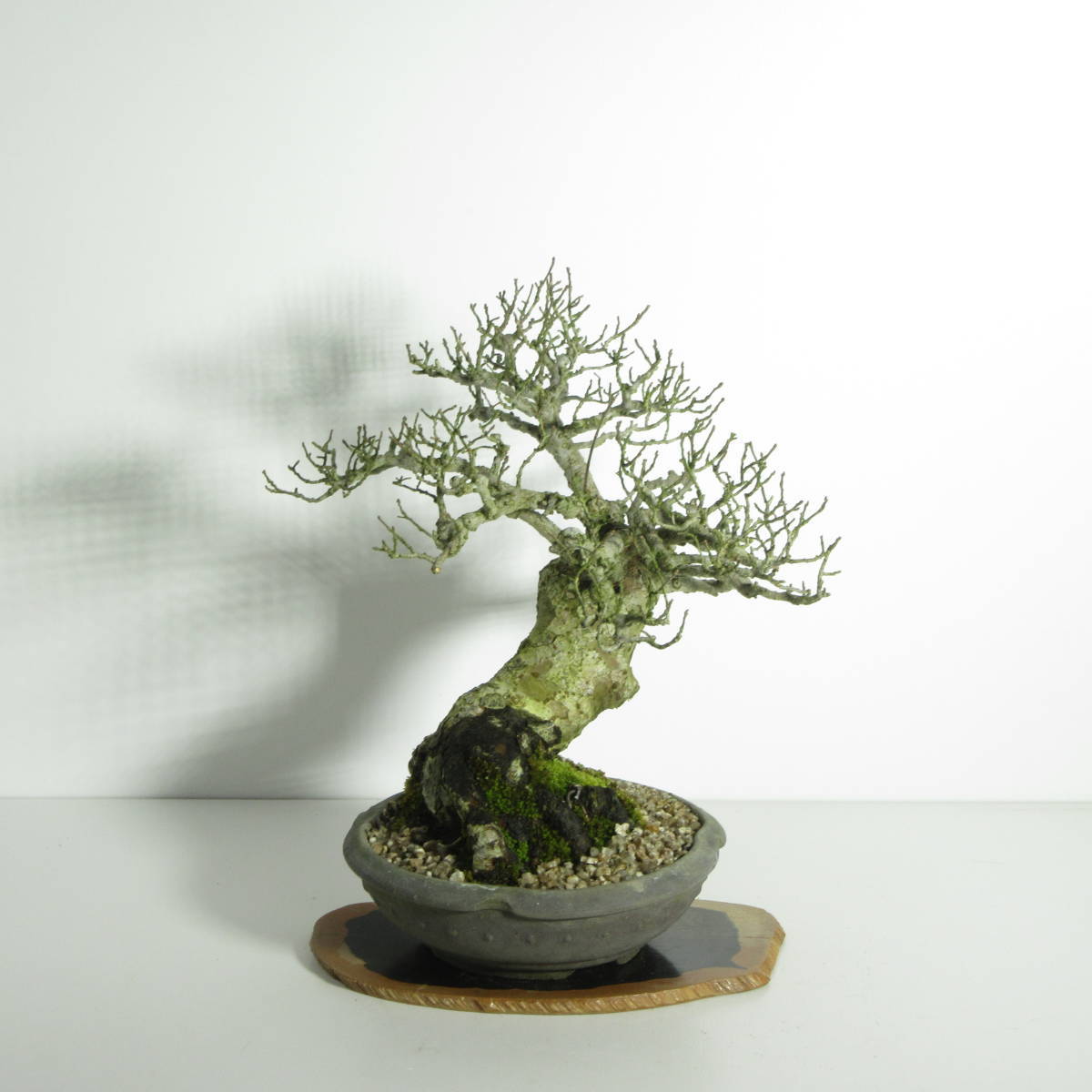 [. дерево * бонсай ][keyaki( дзельква * дзельква ) ]SA-1/ бонсай shohin bonsai лист предмет бонсай futoshi . тщательно отобранный бонсай материалы 