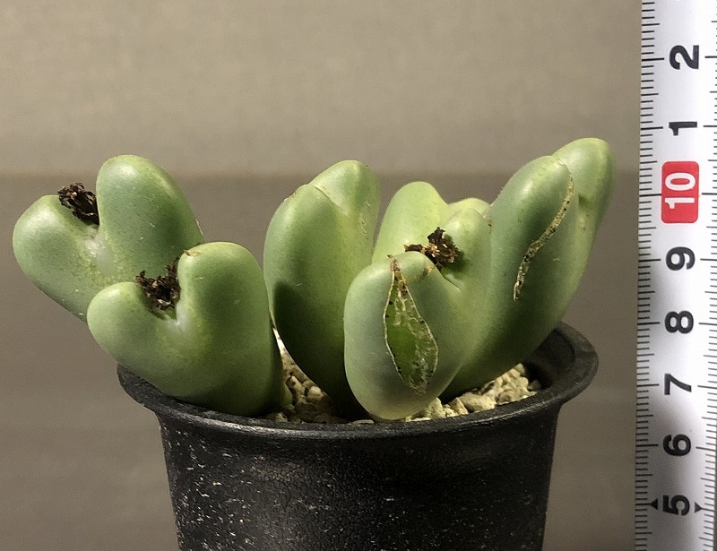 サマーレッド　＆　紅小袖　２鉢セット　　 コノフィツム 　Conophytum 　多肉植物_画像5