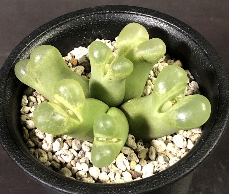 リンピダム(アゲネイズ)　limpidum (Aggeneys)　　 コノフィツム 　Conophytum 　多肉植物_画像1