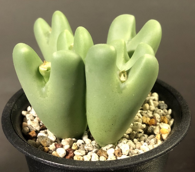 信濃深山桜２株　＆　桜貝２株　　２鉢セット　　 コノフィツム 　Conophytum 　多肉植物_画像6