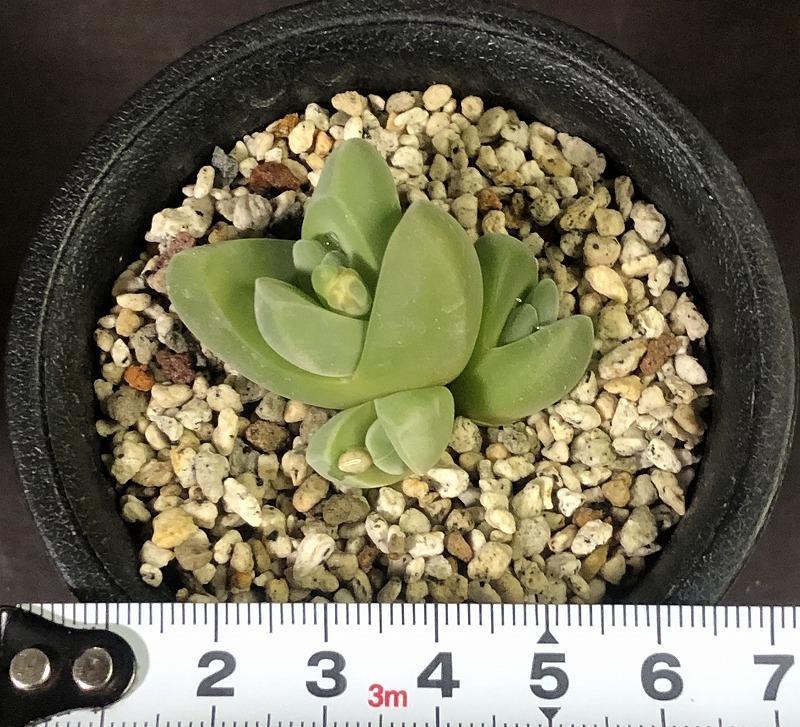 白花無比玉　＆　無比玉　２鉢セット　Gibbaeum dispar　　 ギバエウム　　メセン　多肉植物_画像9