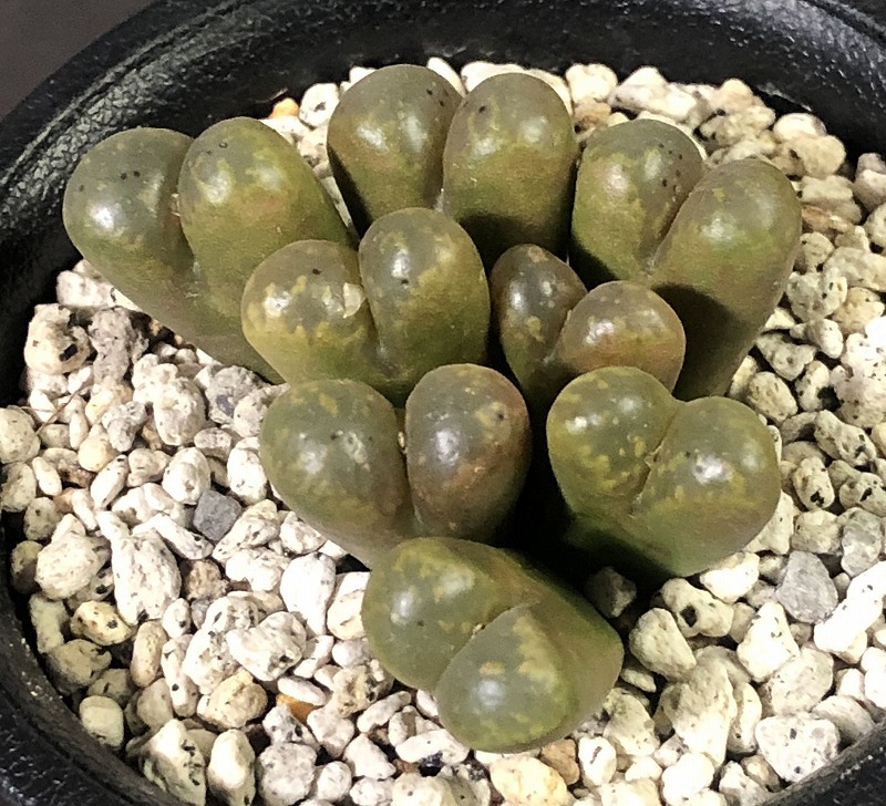 パルディカラー　”Pardicolor” ex.Deboer　　 コノフィツム 　Conophytum 　多肉植物_画像1