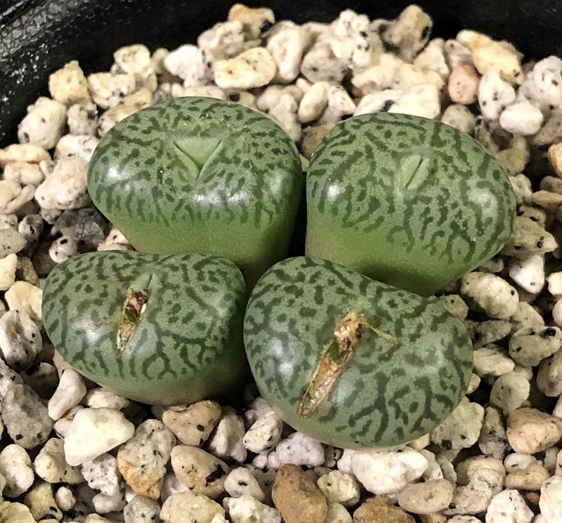 ウィッテベルゲンセ(PV913)　 Wittebergense MG1472.1 PV913 Matjiesfontein 　　 コノフィツム 　Conophytum 　多肉植物_画像1