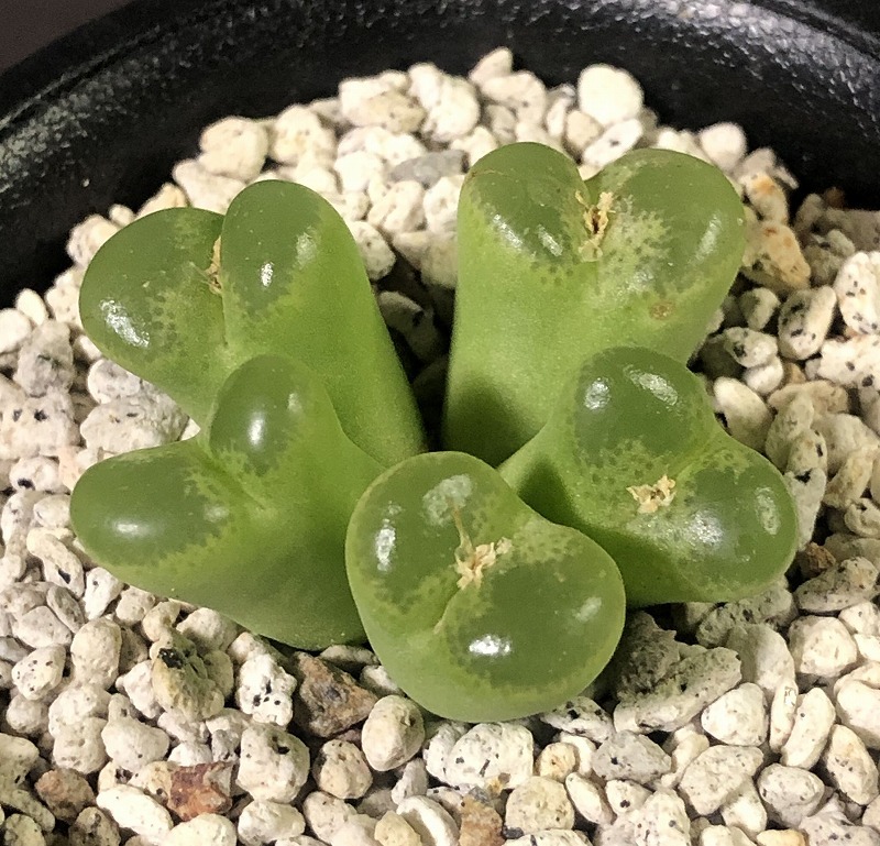 リンピダム(タフェルコップ)　linpidum Tafelkop　　 コノフィツム 　Conophytum 　多肉植物_画像1