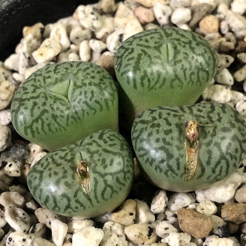 ウィッテベルゲンセ(PV913)　 Wittebergense MG1472.1 PV913 Matjiesfontein 　　 コノフィツム 　Conophytum 　多肉植物_画像3