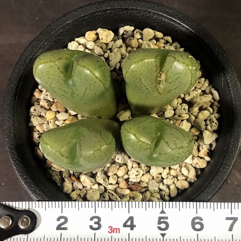 空蝉　marnierianum　　 コノフィツム 　Conophytum 　多肉植物_画像5