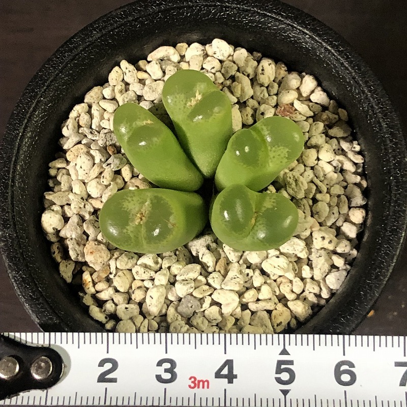 リンピダム(タフェルコップ)　linpidum Tafelkop　　 コノフィツム 　Conophytum 　多肉植物_画像5