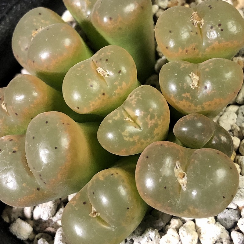 藤壺　fenestratum　　 コノフィツム 　Conophytum 　多肉植物_画像3