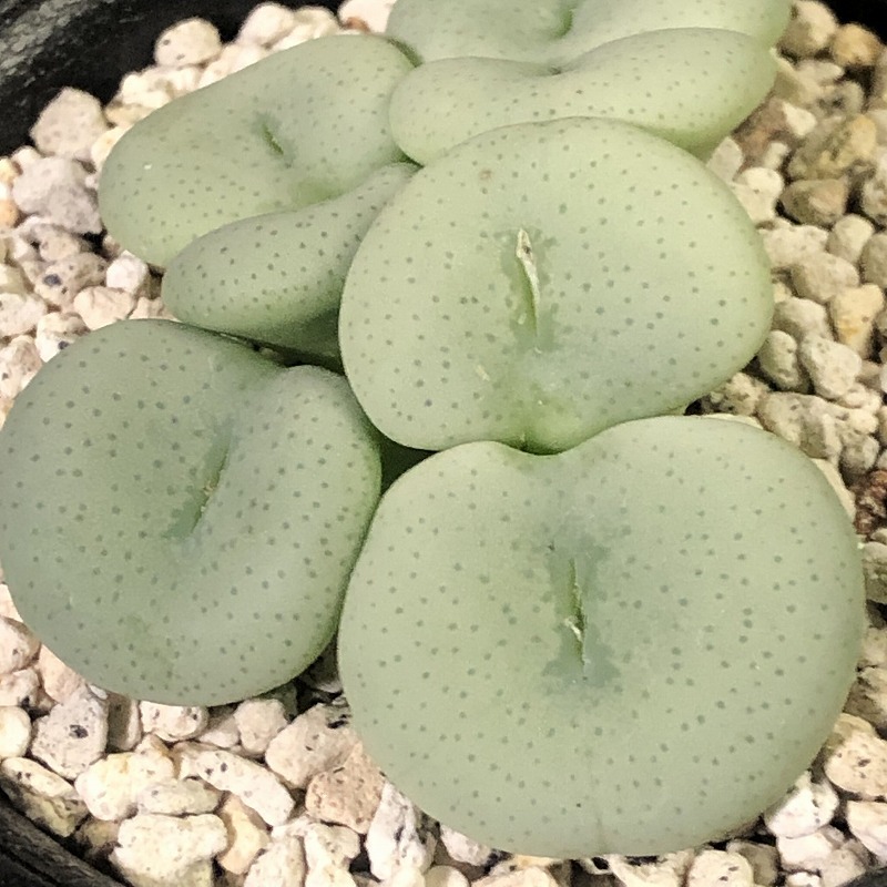 ルスチー　ruschii　　 コノフィツム 　Conophytum 　多肉植物_画像4