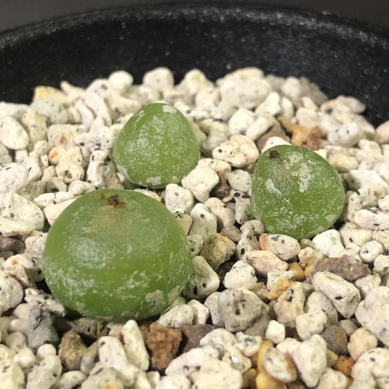 ハンメリ　hammeri　　 コノフィツム 　Conophytum 　多肉植物 _画像4