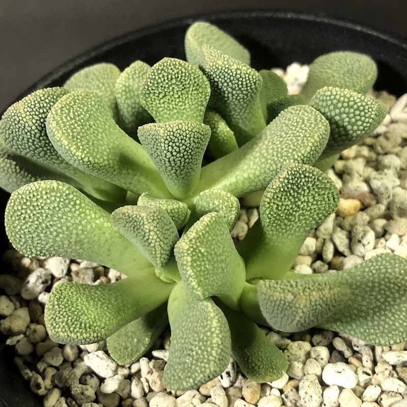 天女裳　MG1319.19　Aloinopsis villetii CM231 elongate 　　アロイノプシス 　多肉植物 メセン_画像3