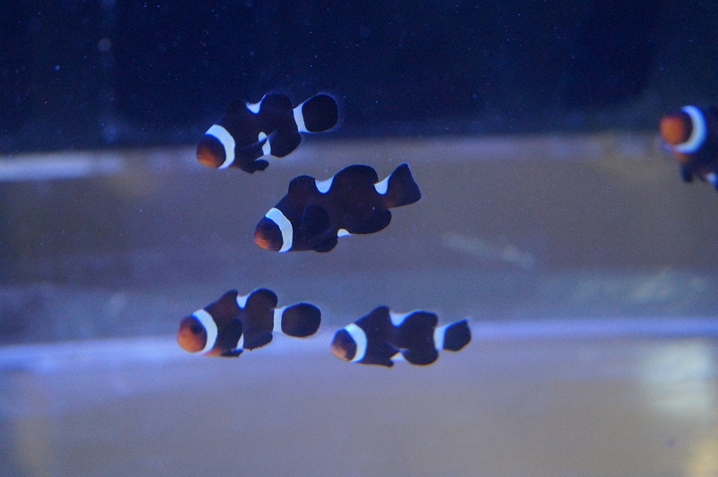 【海水魚・クマノミ】イレギュラーバンド ブラックオセラリス (1匹)±2.5-3cm(サンプル画像）（生体）_画像4