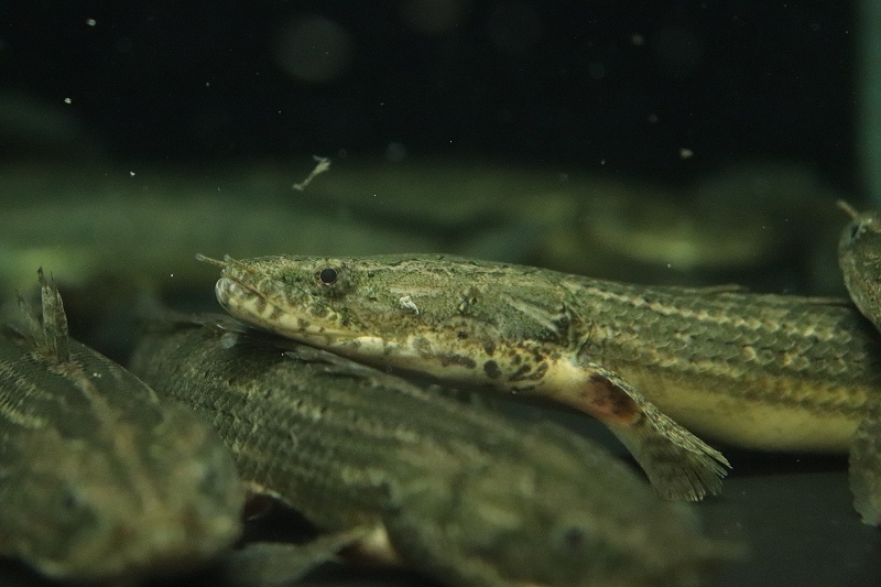 【淡水魚】ポリプテルス ビキール ラプラディ OGUTA湖ワイルド【1匹 サンプル画像】(±17-20cm)（大型魚）_画像2