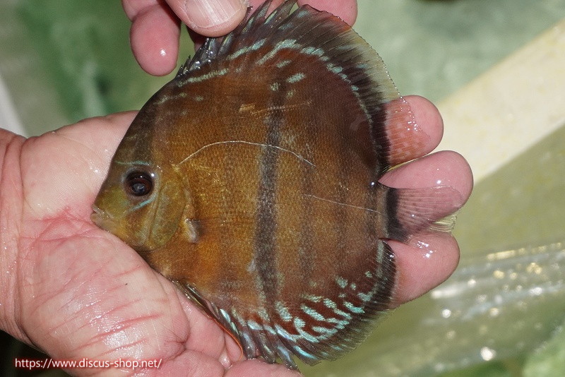 [ wild discus ][ mail order ] upper tera sun ta rose red center bar [ individual sale ]12cm( organism )