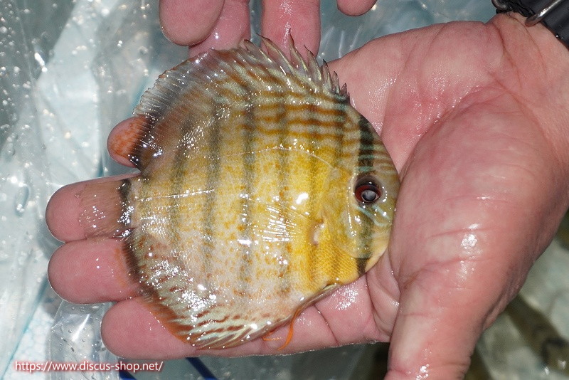 [ wild discus ][ mail order ] upper tefe Royal green Young Star [ individual sale ]12cm( organism )