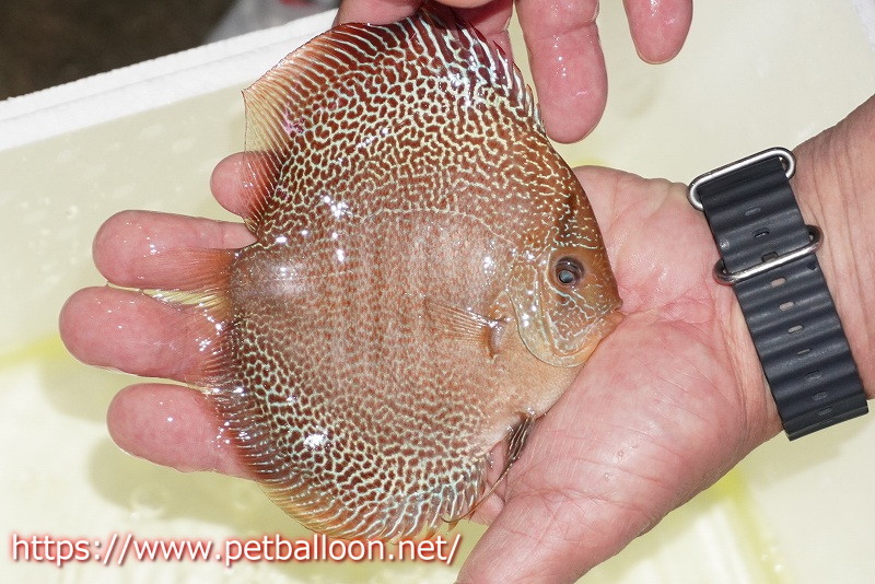 [ discus ][ mail order ] Sakura super elapshon[ individual sale ]14cm( organism )