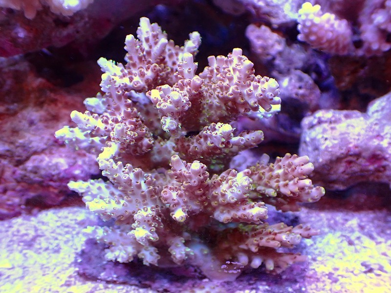 【サンゴ】ブリードミドリイシsp. (美カラー）（個体販売）（±7ｃｍ）No.75（生体）_画像1