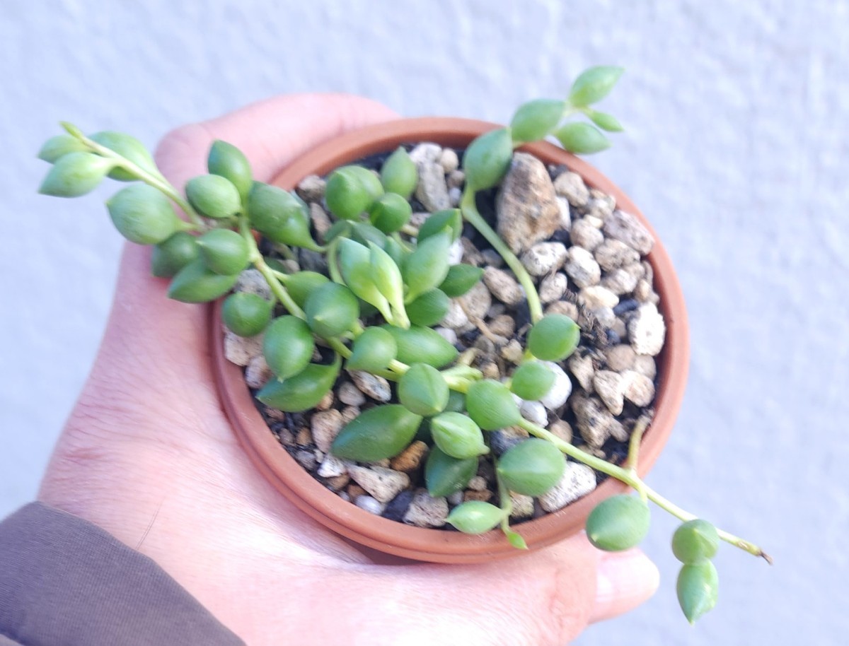 セール！！！セネシオ グリーンネックレス 多肉植物　苗_画像4