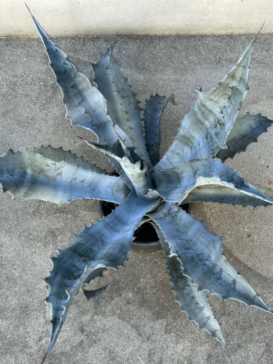 Agave americanavar.protoamericana'Funky Toes' アガベ　プロトアメリカーナ　ファンキートゥース 美株　大株　_画像9