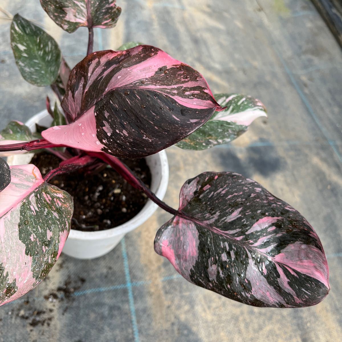 2)【Philodendron Pink princess marble】フィロデンドロン ピンクプリンセス マーブル 5寸鉢_画像3