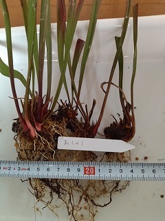 食虫植物　サラセニア　あしゅら　５芽_画像1