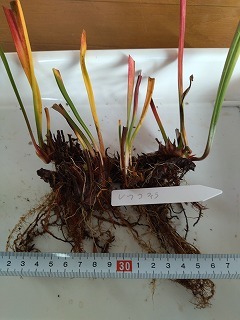 食虫植物　サラセニア　レウコフィラ（leucophlla）　４芽_画像1