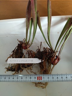 食虫植物　サラセニア　ムーレイ×アスカ１０号　２芽_画像1