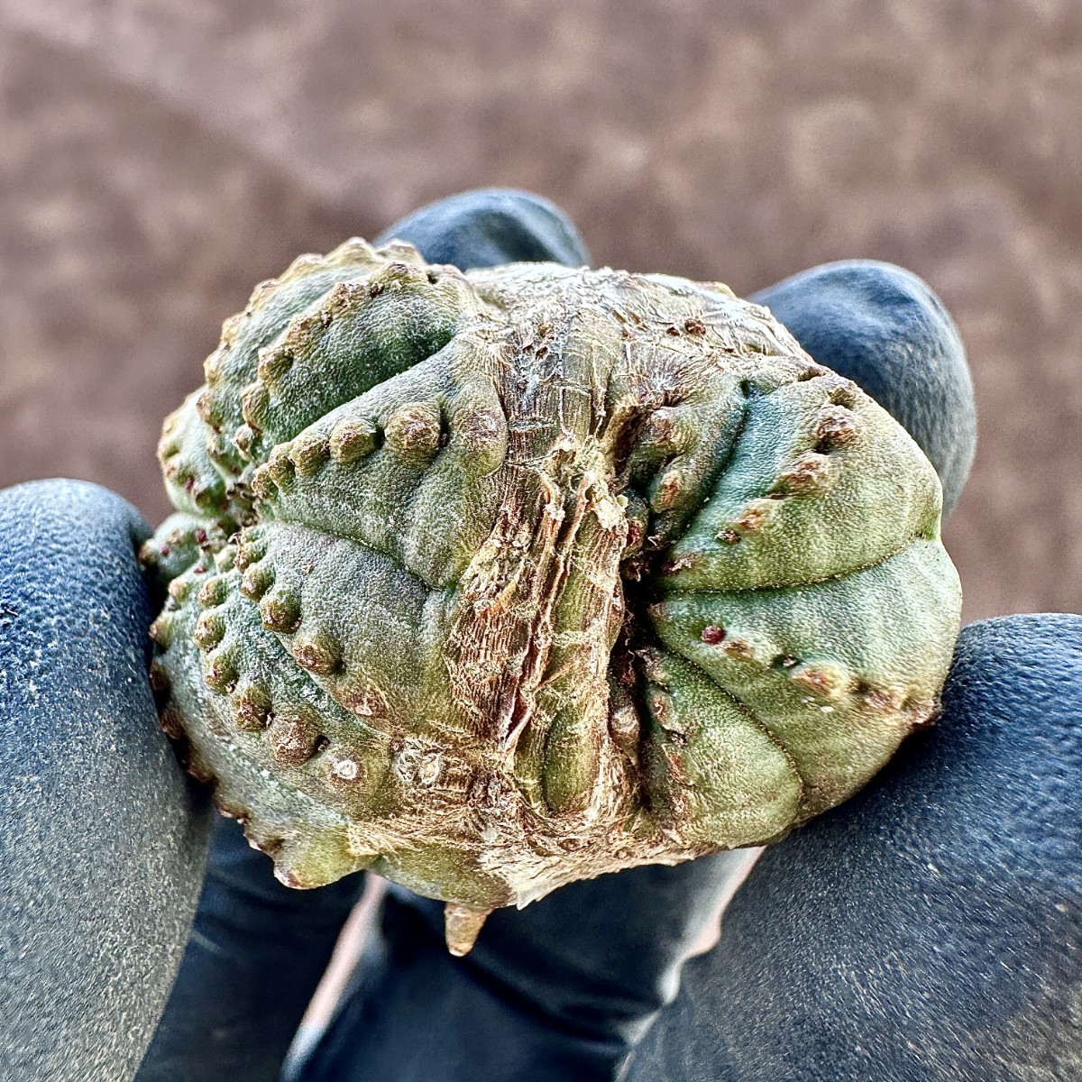 【Lj_plants-12】5 多肉植物 ユーフォルビア オベサブロウ Euphorbia obesa 変異株 超珍しいです_画像2